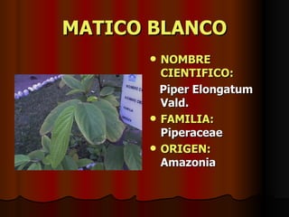 MATICO BLANCO NOMBRE CIENTIFICO: Piper Elongatum Vald. FAMILIA:  Piperaceae ORIGEN:   Amazonia 