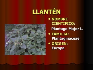 LLANTÉN NOMBRE CIENTIFICO: Plantago Major L. FAMILIA:  Plantaginaceae ORIGEN:   Europa 