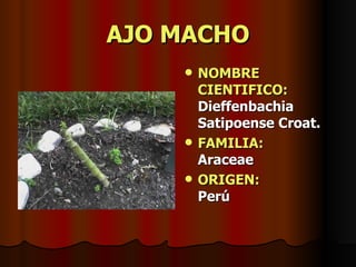 AJO MACHO NOMBRE CIENTIFICO:  Dieffenbachia Satipoense Croat. FAMILIA:   Araceae ORIGEN:   Perú 