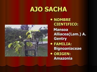 AJO SACHA NOMBRE CIENTIFICO: Mansoa Alliacea(Lam.) A. Gentry FAMILIA:  Bignoaniaceae ORIGEN:   Amazonia 