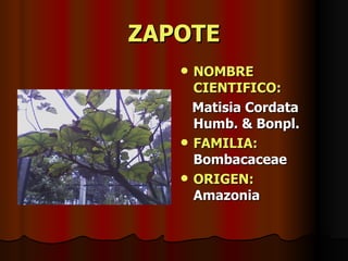 ZAPOTE NOMBRE CIENTIFICO: Matisia Cordata Humb. & Bonpl.  FAMILIA:  Bombacaceae ORIGEN:   Amazonia 
