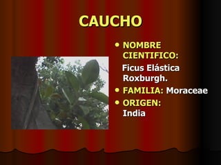 CAUCHO NOMBRE CIENTIFICO: Ficus Elástica Roxburgh. FAMILIA:  Moraceae ORIGEN:   India 