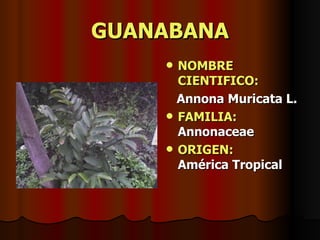 GUANABANA NOMBRE CIENTIFICO: Annona Muricata L. FAMILIA:  Annonaceae ORIGEN:   América Tropical 