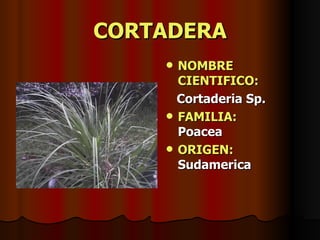 CORTADERA NOMBRE CIENTIFICO: Cortaderia Sp. FAMILIA:   Poacea ORIGEN:  Sudamerica 