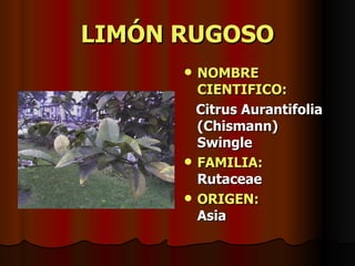 LIMÓN RUGOSO NOMBRE CIENTIFICO: Citrus Aurantifolia (Chismann) Swingle FAMILIA:   Rutaceae ORIGEN:   Asia 