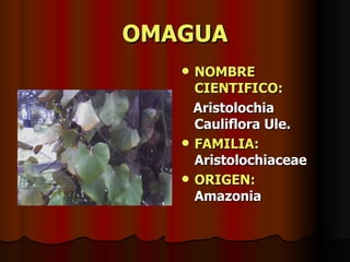 OMAGUA NOMBRE CIENTIFICO: Aristolochia Cauliflora Ule. FAMILIA:   Aristolochiaceae ORIGEN:   Amazonia 
