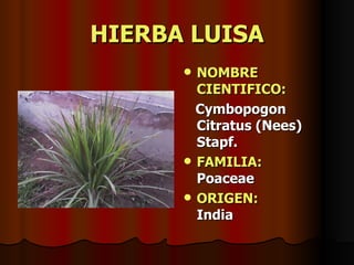 HIERBA LUISA NOMBRE CIENTIFICO: Cymbopogon Citratus (Nees) Stapf. FAMILIA:   Poaceae ORIGEN:   India 