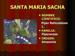 SANTA MARIA SACHA NOMBRE CIENTIFICO: Piper Reticulatum L. FAMILIA:   Piperaceae ORIGEN:   Amazonia 