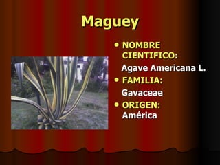 Maguey NOMBRE CIENTIFICO: Agave Americana L. FAMILIA:   Gavaceae ORIGEN:   América 