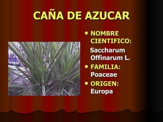 CAÑA DE AZUCAR NOMBRE CIENTIFICO: Saccharum Offinarum L. FAMILIA:   Poaceae ORIGEN:   Europa 
