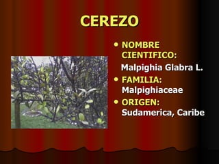 CEREZO NOMBRE CIENTIFICO: Malpighia Glabra L. FAMILIA:  Malpighiaceae ORIGEN:  Sudamerica, Caribe 