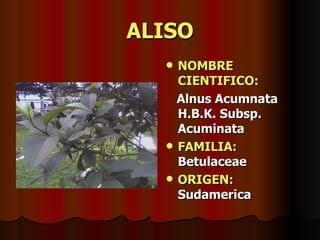ALISO NOMBRE CIENTIFICO: Alnus Acumnata H.B.K. Subsp. Acuminata FAMILIA:  Betulaceae ORIGEN:  Sudamerica 
