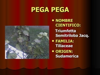 PEGA PEGA NOMBRE CIENTIFICO: Triumfetta Semitriloba Jacq. FAMILIA:   Tiliaceae ORIGEN:   Sudamerica 