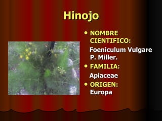 Hinojo NOMBRE CIENTIFICO: Foeniculum Vulgare P. Miller. FAMILIA:   Apiaceae ORIGEN:   Europa 