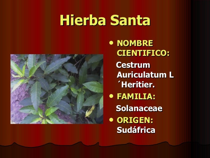 Plantas Medicinales Peruanas