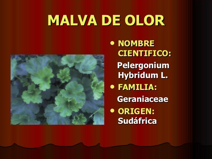 Plantas Medicinales Peruanas