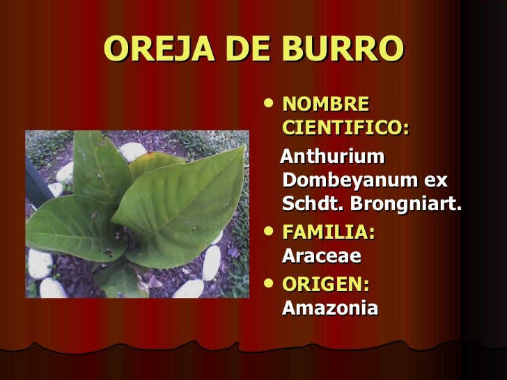 Plantas Medicinales Peruanas