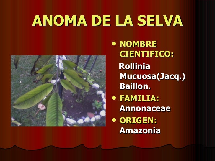 Plantas Medicinales Peruanas