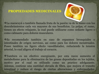 La maracuyá o también llamada fruta de la pasión va de la mano con los descubrimientos cada vez mayores de sus beneficios. La pulpa, el zumo, tienen un efecto relajante, la cual puede utilizarse como sedante ligero o como calmante para dolores musculares. Es recomendado tambi é n en caso de espasmos bronquiales o intestinales de origen nervioso, as í  como para los dolores menstruales. Posee tambi é n un ligero efecto vasodilatador, reduciendo la tensi ó n arterial, lo cual aligera el trabajo al coraz ó n. Tambi é n es un efectivo energizante, por esta raz ó n aumenta el metabolismo para la eliminaci ó n de las grasas depositadas en los tejidos, motivo por el cual es utilizado como un pr á ctico adelgazante. Adem á s, contiene una cantidad elevada de fibra, que mejora el tr á nsito intestinal y reduce el riesgo de ciertas alteraciones y enfermedades. PROPIEDADES MEDICINALES 