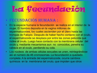 La fecundaciónFecundación humana :