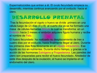 En la especie humana la fecundación  se realiza en el interior de  la mujer. El hombre deposita en la vagina millones de espermatozoides, los cuales ascienden por el útero hasta las trompas de Falopio. Después de haber hecho contacto con el ovulo, el espermatozoide se desplaza por entre las zonas pelúcida que rodea al ovulo. Luego hace contacto con la membrana celular  del ovulo y, mediante mecanismos aun  no  conocidos, penetra su cabeza en el ovulo, perdiendo su cola.