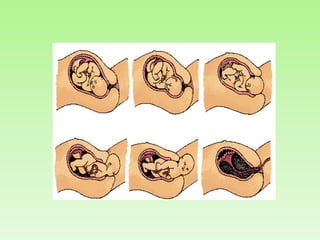 El Parto     Como ya se dijo, el periodo de gestación  humana es de 9 meses, los cuales equivalen a 40 semanas. Muchos niños nacen una o dos semanas antes de dicho lapso.     Alrededor de las 30 semanas de gestación el útero experimenta contracciones débiles, que se van haciendo mas pronunciadas hacia la semana 40. Durante el ultimo mes, el niño se voltea manteniendo su cabeza en dirección hacia la vagina, de manera que pueda llegar hacer contacto con la salida del útero. Así, la cabeza del bebe sirve de cuña para dilatar el canal cervical.     En el momento del parto, las contracciones alcanzan gran intensidad, presentándose a intervalos de 10 a 15 minutos. Durante este periodo se rompe la placenta y el liquido sale por la vagina. Las contracciones se hacen mas fuertes, empujando el niño hacia fuera. El niño será independiente fisiológicamente, cuando haya salido de la madre. 