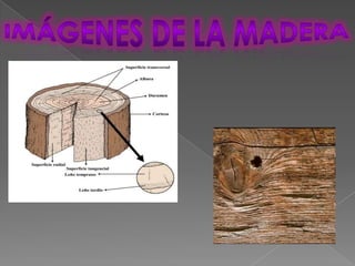 Imágenes de la madera