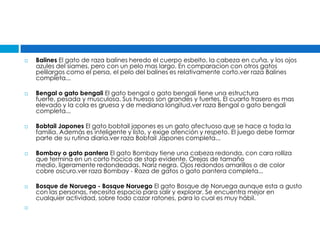    Balines El gato de raza balines heredo el cuerpo esbelto, la cabeza en cuña, y los ojos
    azules del siames, pero con un pelo mas largo. En comparacion con otros gatos
    pelilargos como el persa, el pelo del balines es relativamente corto.ver raza Balines
    completa...

   Bengal o gato bengali El gato bengal o gato bengali tiene una estructura
    fuerte, pesada y musculosa. Sus huesos son grandes y fuertes. El cuarto trasero es mas
    elevado y la cola es gruesa y de mediana longitud.ver raza Bengal o gato bengali
    completa...

   Bobtail Japones El gato bobtail japones es un gato afectuoso que se hace a toda la
    familia. Además es inteligente y listo, y exige atención y respeto. El juego debe formar
    parte de su rutina diaria.ver raza Bobtail Japones completa...

   Bombay o gato pantera El gato Bombay tiene una cabeza redonda, con cara rolliza
    que termina en un corto hocico de stop evidente. Orejas de tamaño
    medio, ligeramente redondeadas. Nariz negra. Ojos redondos amarillos o de color
    cobre oscuro.ver raza Bombay - Raza de gatos o gato pantera completa...

   Bosque de Noruega - Bosque Noruego El gato Bosque de Noruega aunque esta a gusto
    con las personas, necesita espacio para salir y explorar. Se encuentra mejor en
    cualquier actividad, sobre todo cazar ratones, para lo cual es muy hábil.

 