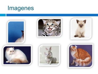 Imagenes
 
