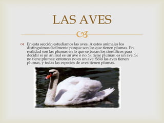 LAS AVES
                     
 En esta sección estudiamos las aves. A estos animales los
  distinguimos fácilmente porque son los que tienen plumas. En
  realidad son las plumas en lo que se basan los científicos para
  decidir si un animal es un ave o no. Si tiene plumas: es un ave. Si
  no tiene plumas: entonces no es un ave. Sólo las aves tienen
  plumas, y todas las especies de aves tienen plumas.
 