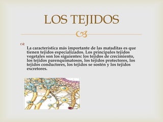 LOS TEJIDOS
                 

    La característica más importante de las mataditas es que
    tienen tejidos especializados. Los principales tejidos
    vegetales son los siguientes: los tejidos de crecimiento,
    los tejidos parenquimatosos, los tejidos protectores, los
    tejidos conductores, los tejidos se sostén y los tejidos
    excretores.
 