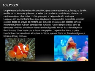 LOS PECES :
Los peces son animales vertebrados acuáticos, generalmente ectotérmicos, la mayoría de ellos
recubiertos por escamas, y dotados de aletas, que permiten su movimiento continuo en los
medios acuáticos, y branquias, con las que captan el oxígeno disuelto en el agua.
Los peces son abundantes tanto en agua salada como en agua dulce, pudiéndose encontrar
especies desde los arroyos de montaña. Los alimentos preparados con pescado son una
importante fuente de nutrición para los seres humanos. Pueden ser pescados a partir de
ejemplares silvestres, o criados de manera similar al ganado. Hoy en día la llamada pesca
deportiva cada día se vuelve una actividad más popular. Los peces han tenido un papel
importante en muchas culturas a través de la historia, que van desde las deidades religiosas a
temas de libros y películas.
 