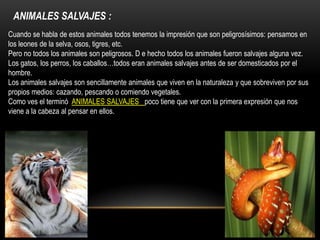 ANIMALES SALVAJES :
Cuando se habla de estos animales todos tenemos la impresión que son peligrosísimos: pensamos en
los leones de la selva, osos, tigres, etc.
Pero no todos los animales son peligrosos. D e hecho todos los animales fueron salvajes alguna vez.
Los gatos, los perros, los caballos…todos eran animales salvajes antes de ser domesticados por el
hombre.
Los animales salvajes son sencillamente animales que viven en la naturaleza y que sobreviven por sus
propios medios: cazando, pescando o comiendo vegetales.
Como ves el terminó ANIMALES SALVAJES poco tiene que ver con la primera expresión que nos
viene a la cabeza al pensar en ellos.
 