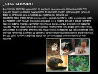 ¿ QUÉ SON LOS ROEDORES ?
Los roedores (Rodentia) son un orden de mamíferos placentarios con aproximadamente 2280
especies actuales; es el orden más numeroso de mamíferos. Pueden hallarse en gran número en
todos los continentes salvo la Antártida. Los roedores más comunes son
los ratones, ratas, ardillas, tamias, puercoespines, castores, hámsteres, jerbos y conejillos de indias.
Los roedores tienen incisivos afilados que usan para roer la madera, perforar la comida y morder a
los depredadores. Muchos se alimentan de semillas o plantas, aunque algunos tienen dietas más
variadas. Algunas especies han sido consideradas históricamente como plagas, comiendo semillas
almacenadas o esparciendo enfermedades. Muy pocos son los roedores que se han extendido como
especies hemerófilas o animales de compañía, pero son los que dan la imagen del grupo en general.
Por otra parte, numerosas especies apenas han sido investigadas y tienen una difusión muy
reducida.
 