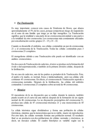 5
 Por Traslocación
Es muy importante conocer esta causa de Síndrome de Down, que abarca
aproximadamente el 5% de los casos, porque comportaun riesgo de reaparición
en el seno de una familia que tenga ya un hijo mongólico. La Traslocación
significa que la totalidad o una parte de un cromosomaestá unidad a una parte o
a la totalidad de otro cromosoma. Los cromosomas más comúnmente afectados
por esta aberración sonlos grupos 13 - 15 y 21 - 22.
Cuando se desarrolla el embrión, sus células contendrán un par de cromosomas
21 y el cromosoma de la Traslocación. Todas las células contendrán pues 3
cromosomas 21 completos.
El mongolismo debido a una Traslocación sólo puede ser identificado con un
análisis cromosómico.
En dos casosdeTraslocación de cada tres, elerror se produce en la formación del
óvulo o del espermatozoide, o también en la primera división celular, después de
la fertilización.
En un caso de cada tres, uno de los padres es portador de la Traslocación. Éste,
el padre o la madre, es normal, física e intelectualmente, pero sus células sólo
contienen 45 cromosomas. En efecto, el cromosoma de Traslocación equivale a
cromosomas normales. Después de la fertilización, las células del embrión
contendrán 3 cromosomas 21 completos sobre un total de 46 cromosomas.
 Mosaico
El mecanismo de la no disyunción que se realiza durante la meiosis, también
puede ocurrir en el curso de una mitosis después de la formación de un cigoto
normal de 46 cromosomas. La no disyunción postcigótica del cromosoma 21,
produce una célula de 47 cromosomas trisómica 21 y una monosómica de 45
cromosomas.
La célula trisómica sigue dividiéndose y forma una población de células
trisómicas, mientras que la monosómica que no es viable, muere sin reproducirse.
Por otro lado, las células normales forman una población normal. El resultado
final es un producto con dos poblaciones de células: normales y trisómicas, es
decir, un mosaico celular. El cuadro fenotípico es variable según sea la
 