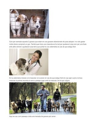 Com per exemple aquests 2 gossos que estan en una gossera abandonats els pots adoptar i no vols gastar
molts diners comprant un gos. També quan tens una mascota es fa mal per qualsevol cosa com per una lluita
amb altre animal o qualsevol cosa tens que portar-lo a la veterinària en cas de que estigui ferit




En la veterinària miraran a la mascota i el curaran en cas de que estigui ferit.Un cop agin curat a la teva
mascota ia podras treurela al carre a pasejar jugar amb la mascota i tot el que vulguis




Aquí es veu com passeja a tota una manada de gossos pel carrer .
 