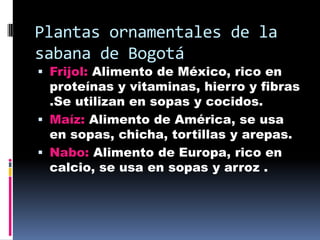 Plantas ornamentales de la
sabana de Bogotá
 Frijol: Alimento de México, rico en
  proteínas y vitaminas, hierro y fibras
  .Se utilizan en sopas y cocidos.
 Maíz: Alimento de América, se usa
  en sopas, chicha, tortillas y arepas.
 Nabo: Alimento de Europa, rico en
  calcio, se usa en sopas y arroz .
 