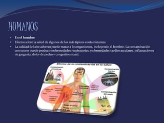 HUMANOS
 En el hombre
 Efectos sobre la salud de algunos de los más típicos contaminantes.
 La calidad del aire adverso puede matar a los organismos, incluyendo al hombre. La contaminación
con ozono puede producir enfermedades respiratorias, enfermedades cardiovasculares, inflamaciones
de garganta, dolor de pecho y congestión nasal.
 