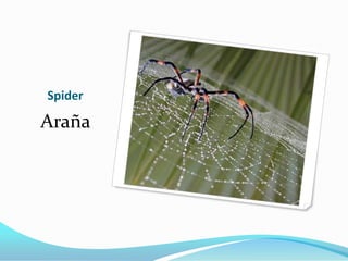 Spider

Araña
 