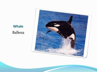 Whale
Ballena
 