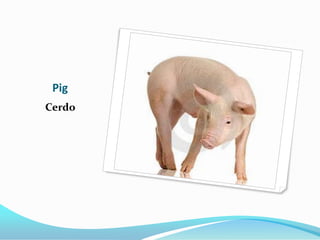 Pig
Cerdo
 