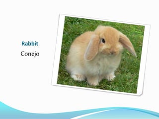 Rabbit
Conejo
 
