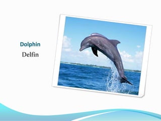 Dolphin
Delfín
 