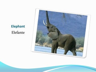Elephant
Elefante
 