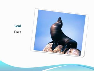 Seal
Foca
 