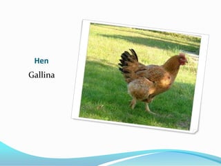 Hen
Gallina
 