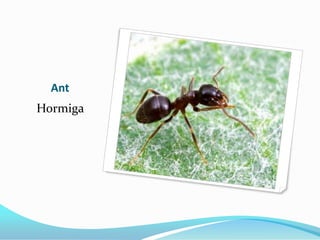 Ant
Hormiga
 