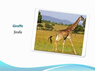 Giraffe
Jirafa
 