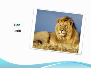 Lion
León
 