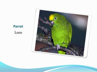 Parrot
Loro
 
